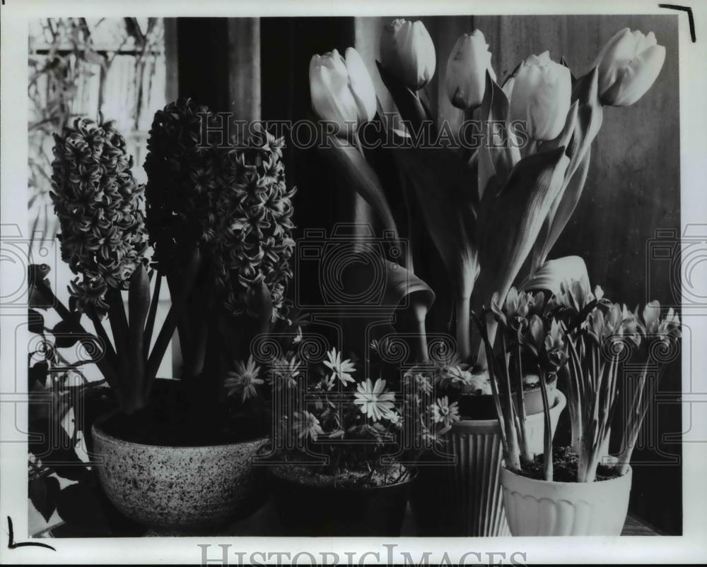 1983 Press Photo Tulips, Spring bulb plants - Historic Images