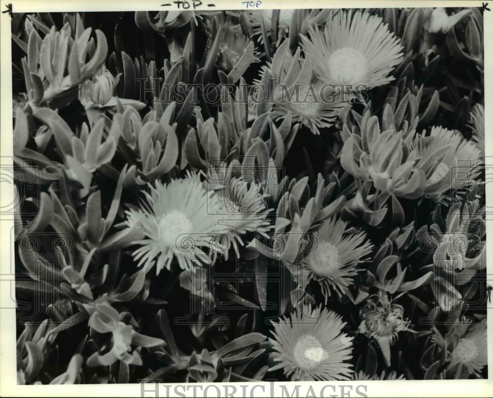 Undated Press Photo Mesembryanthemum Flowers - Historic Images