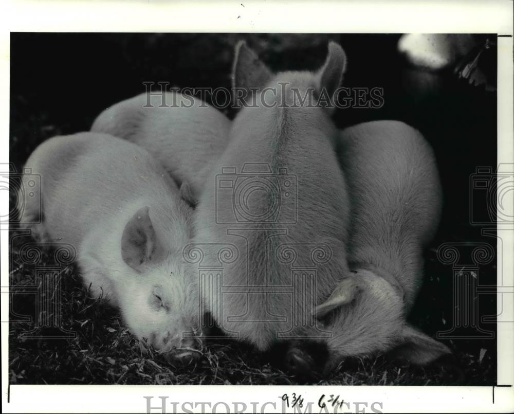 1991 Press Photo The piglets at the Euclid Community Festival - Historic Images