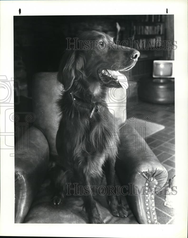 1985 Press Photo Irish Setter Gallager Dog For Adoption at Nob Hill Kennel - Historic Images