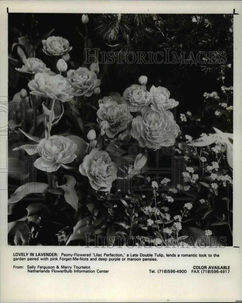 1990 Press Photo Lilac Peony in the garden - Historic Images