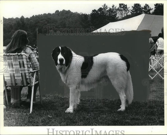 1978 Press Photo Landseer Newfoundland owned by Barbara Adams, Westlake - Historic Images