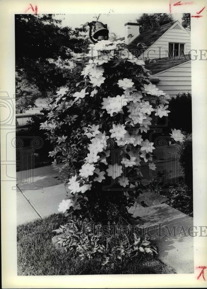 1979 Press Photo Flowers at Clematis Highley Rd. Rocky River. - Historic Images