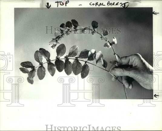 1985 Press Photo Coralberry - Historic Images