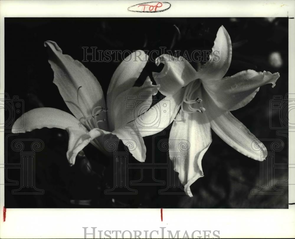 1984 Press Photo The day lilies or the hemerocallis - Historic Images