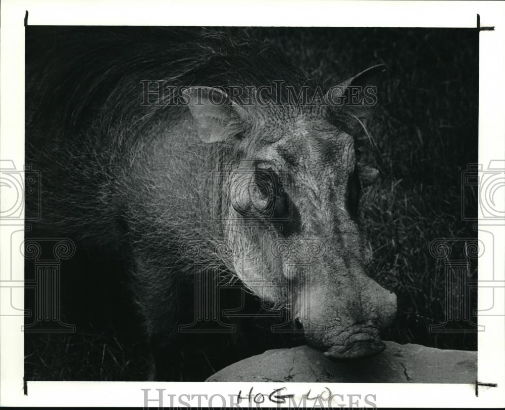 1990 Press Photo Wart Hog at the Pachyderm Bldg. Cleveland Metroparks Zoo - Historic Images