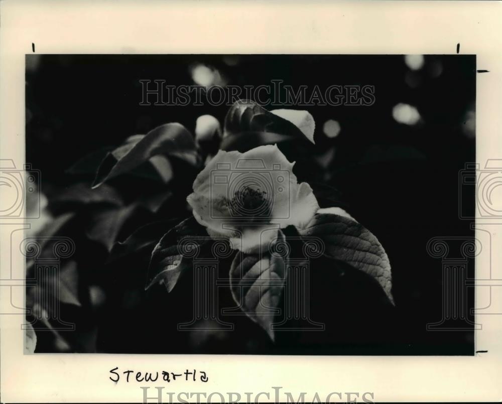 1991 Press Photo Stewartia Pseudo Camellia - Historic Images