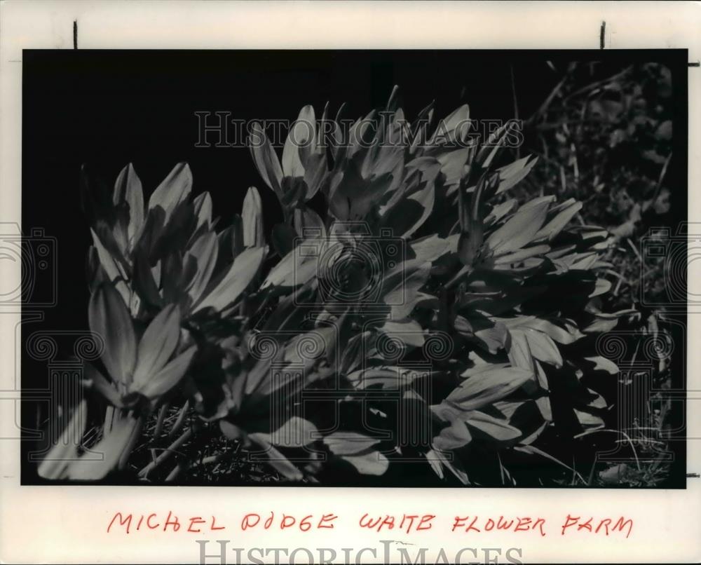 1991 Press Photo Colchicums on Michael Dodge White Flower Farm - Historic Images