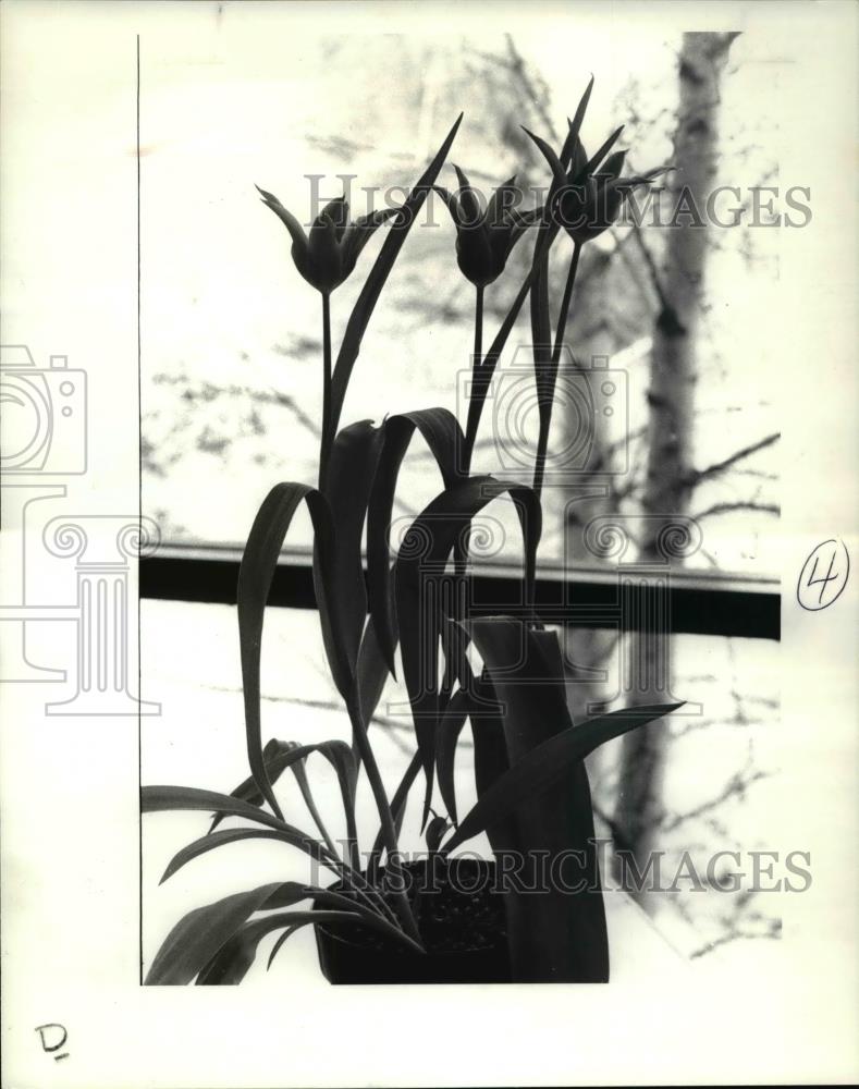 1984 Press Photo Spring Flower Show Aladin - Historic Images