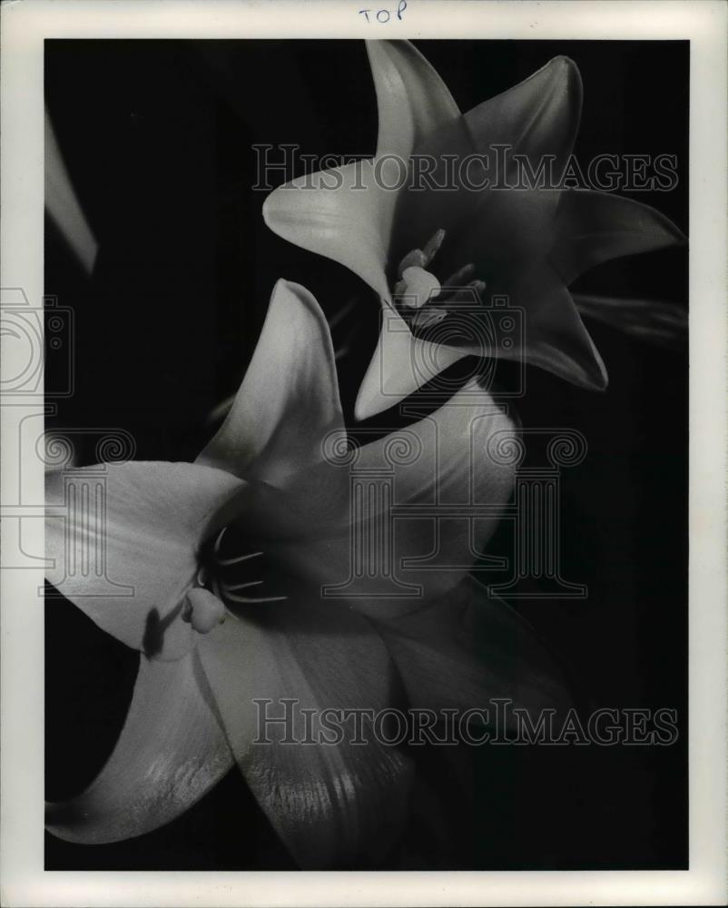 1983 Press Photo Easter lilies - Historic Images