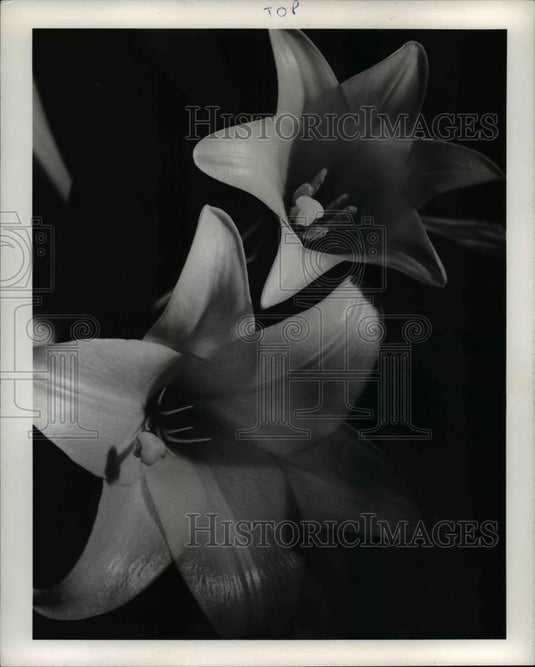 1983 Press Photo Easter lilies - Historic Images