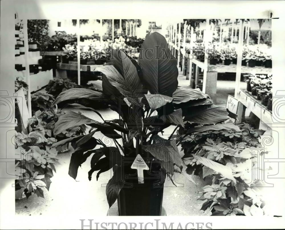 1987 Press Photo Spathiphyllum Plant at Kaise Greenhouse, Rocky River. - Historic Images