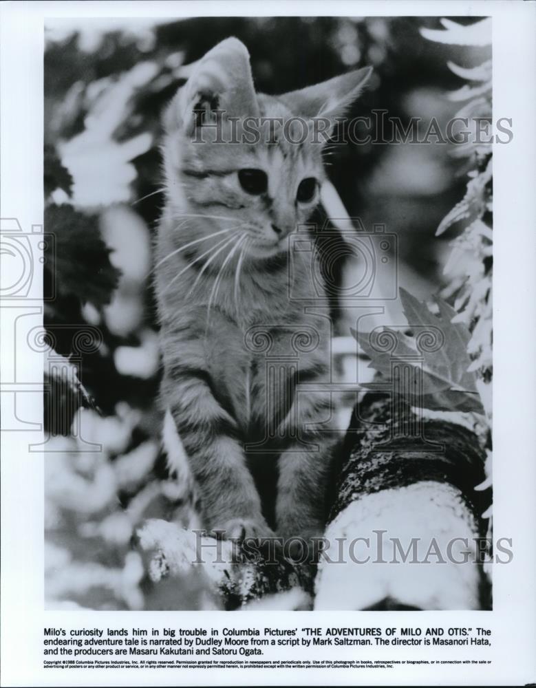 1990 Press Photo Movie The Adventures of Milo and Otis - cvp44609 - Historic Images