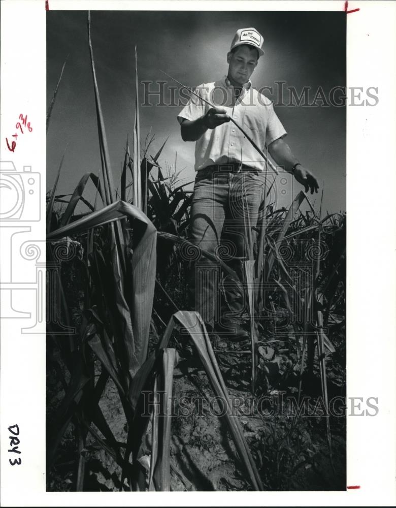 1991 Press Photo Logan Irons of Bellvue picks through a stalk of corn - Historic Images