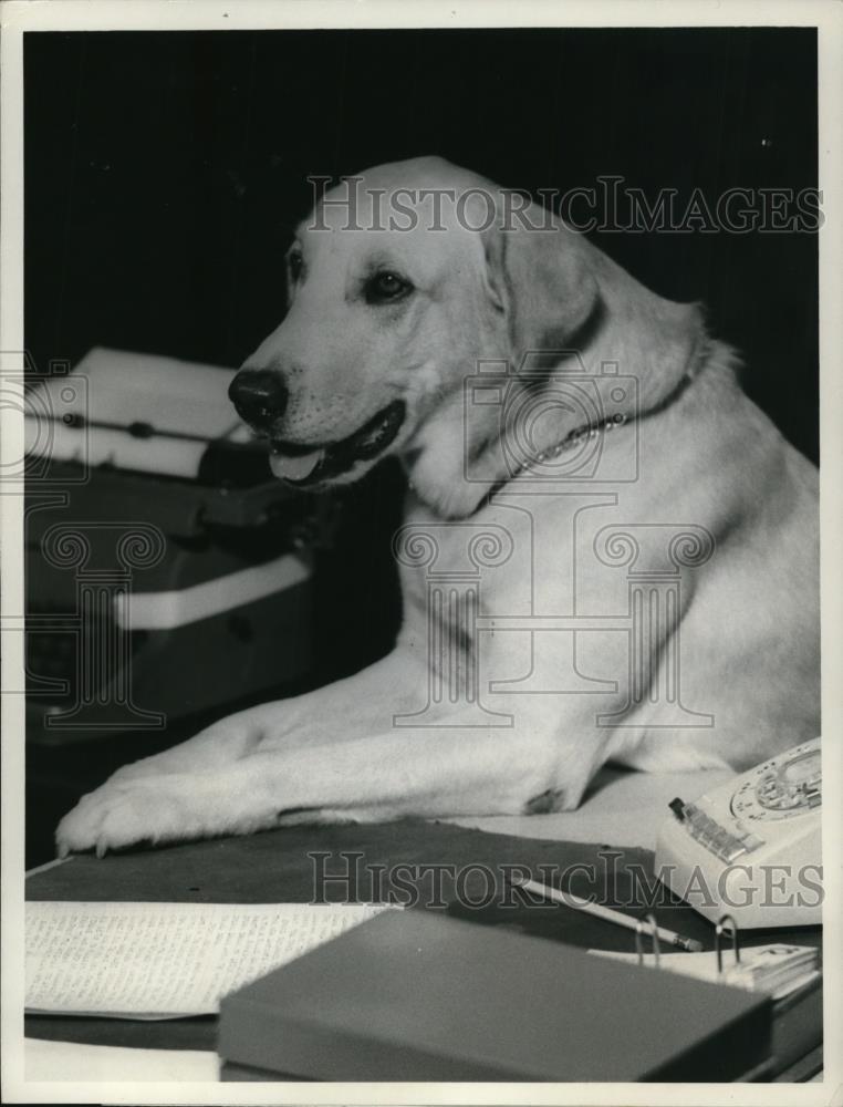1978 Press Photo Sam the Dog star of his own TV Show - cvp47073 - Historic Images