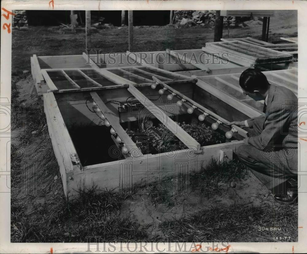 1950 Press Photo Robert L. Zahoursuggests 25 watt light bulbs for hotbeds - Historic Images