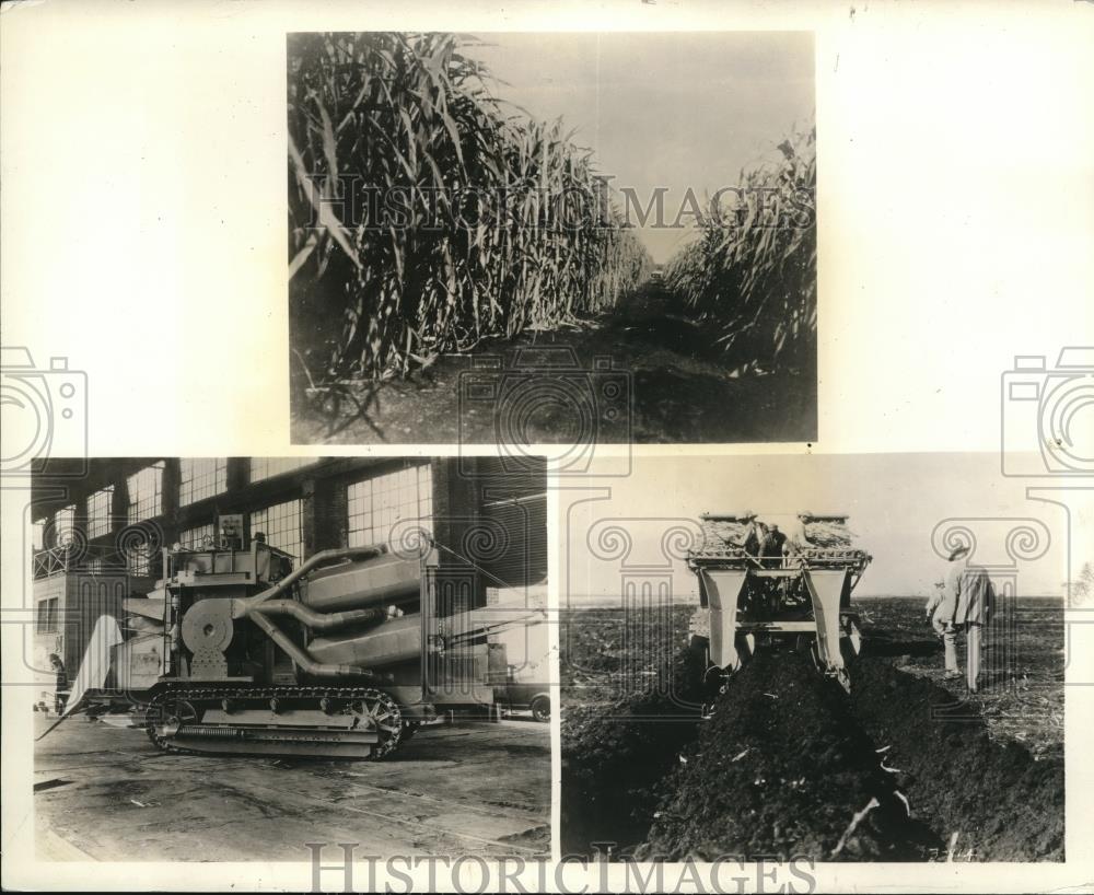 1939 Press Photo of the sugar cane fields and a harvester. - Historic Images