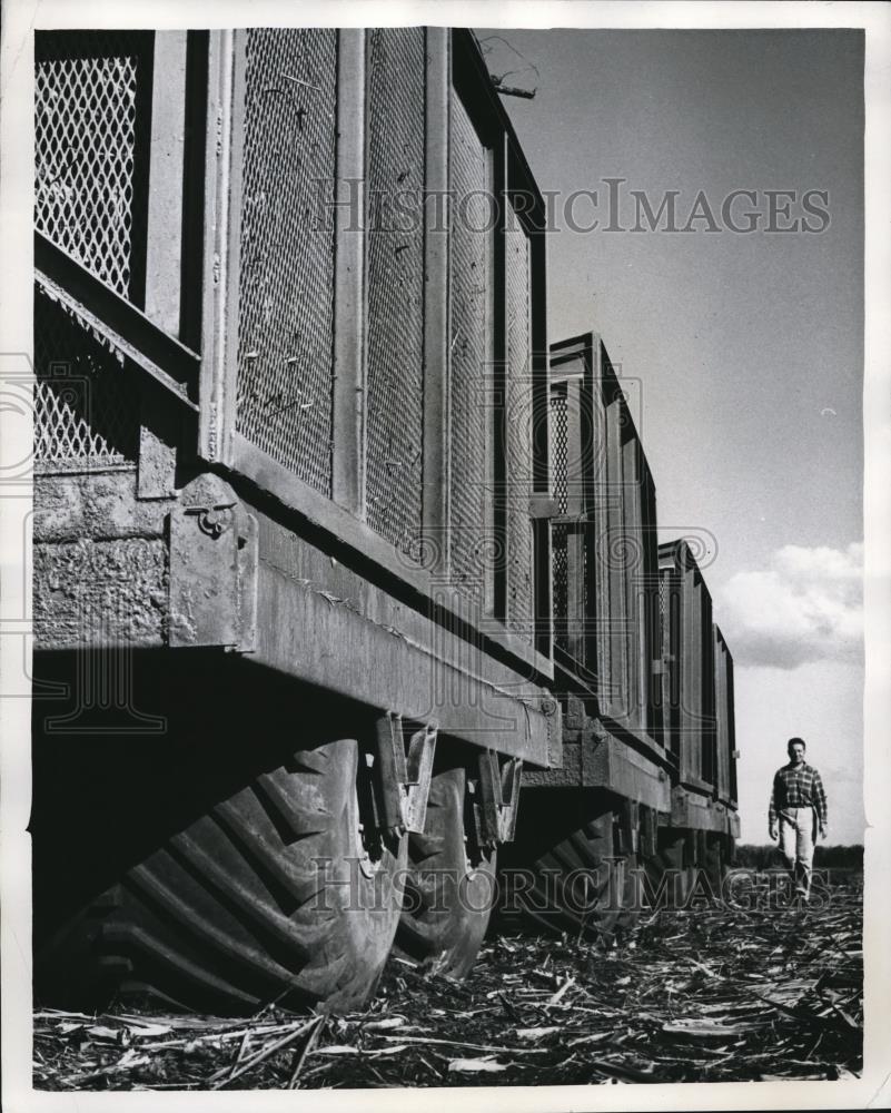 1961 Press Photo Cane that Will Make Sugar for a Thousand Cakes &amp; Pudding - Historic Images