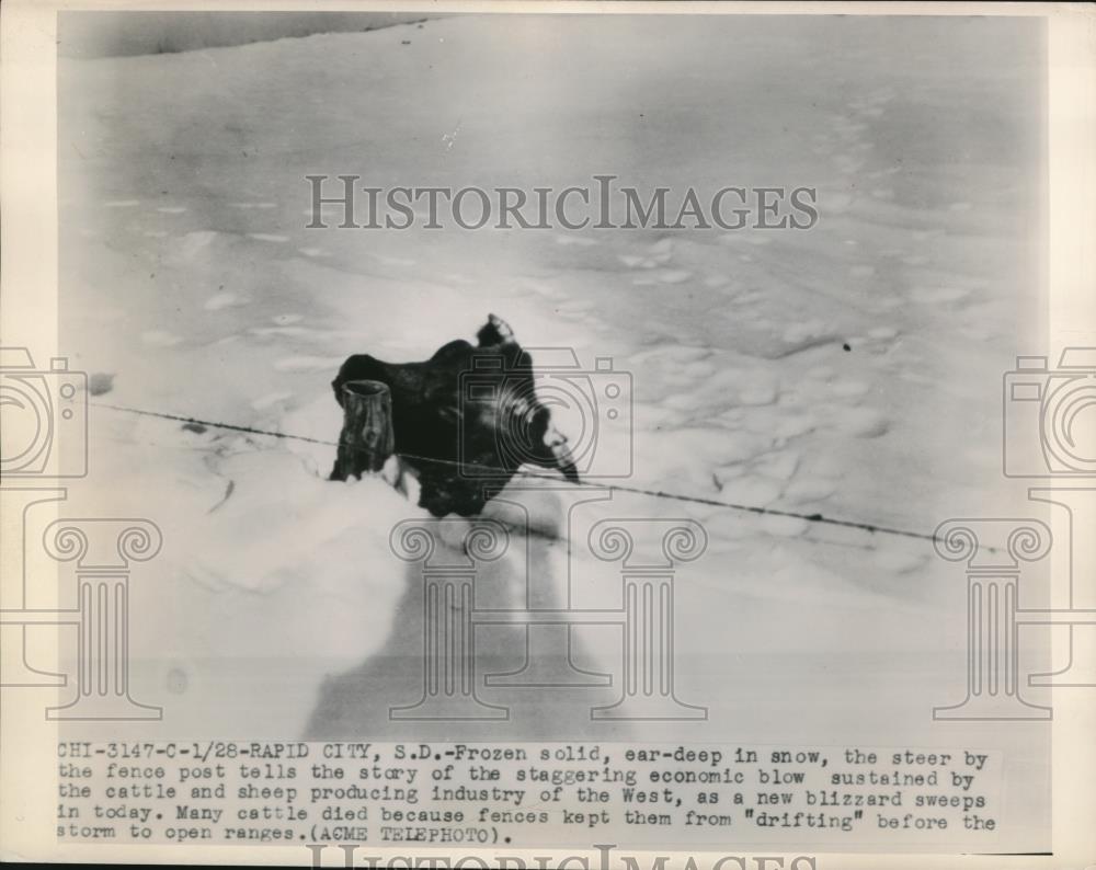 1949 Press Photo Ear Deep Snow in South Dakota Economic Blow Kills Livestock - Historic Images