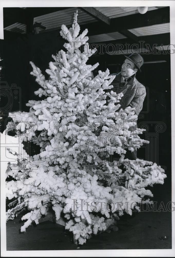 1961 Press Photo Balsam Christmas Tree Covered in Imitation Snow - Historic Images