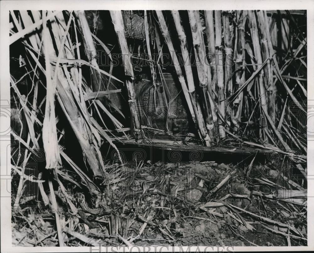 1938 Press Photo of the blade that harvest sugar cane. - Historic Images