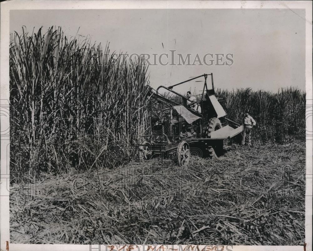 1938 Press Photo of a sugar cane reaper/thresher. - Historic Images