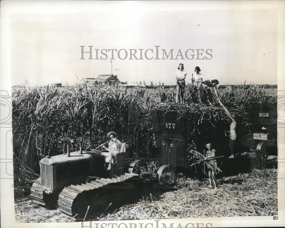 1942 Press Photo of a sugar cane harvest in Clewiston, FL - nee08769 - Historic Images