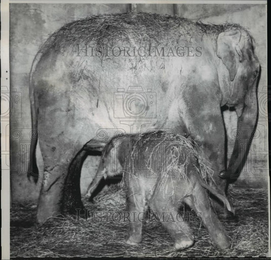 1962 Press Photo Mother & Baby Elephant, Portland Zoo - Historic Images