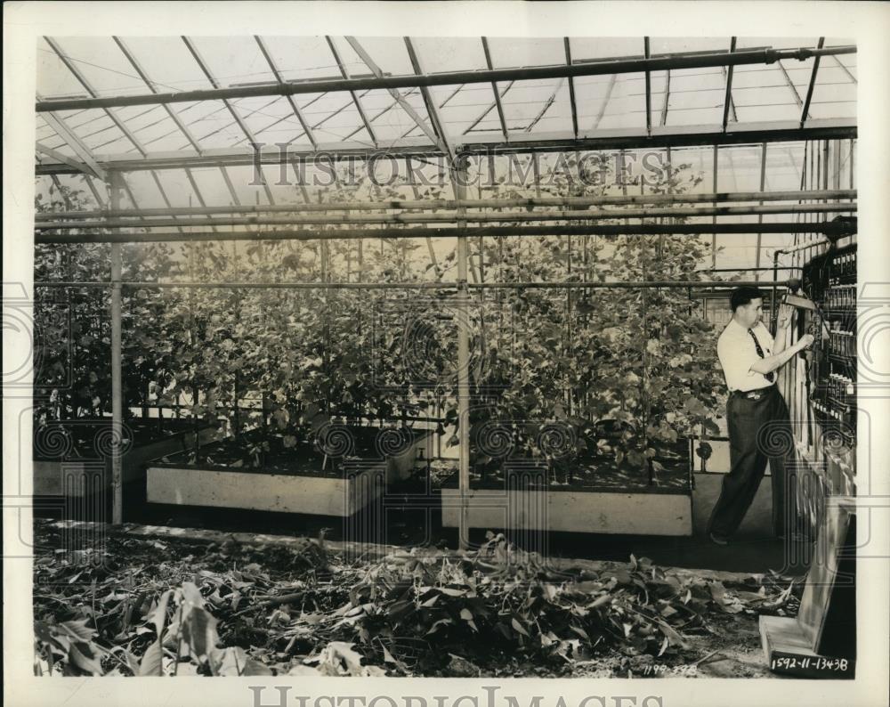 1941 Press Photo Greenhouse, conducted by Dr. Burt Johnson - Historic Images