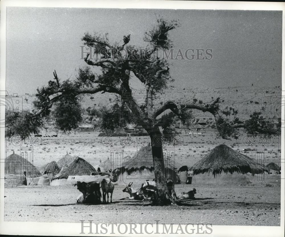 1968 Press Photo Cattle Rest Under Desert Tree, Dhoondhra Rajasthan India - Historic Images