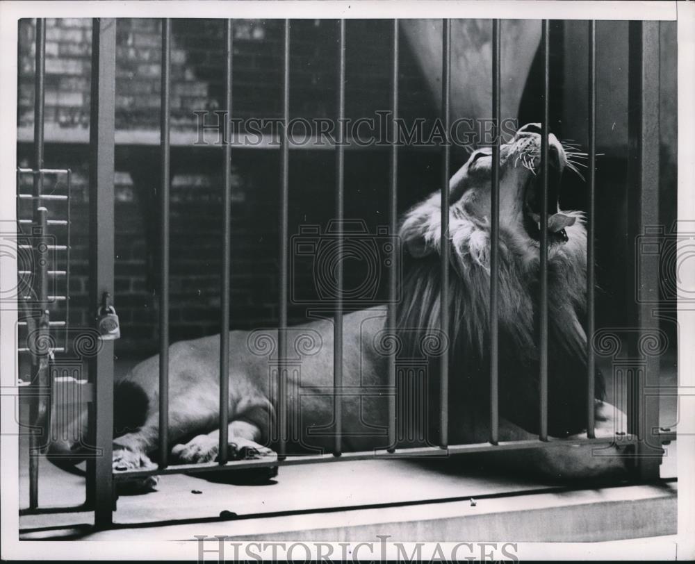 1953 Press Photo Chicago lion feeling spring fever - Historic Images