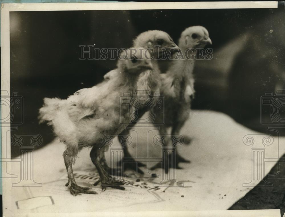 1929 Press Photo Three of the wingless chicks from a brood - Historic Images