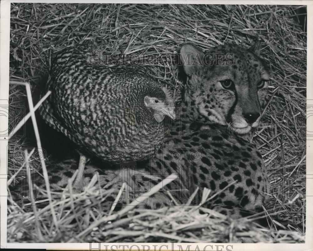 1952 Press Photo Cheetah &amp; a live chicken at the Wild Animal Exhibit in Chicago - Historic Images