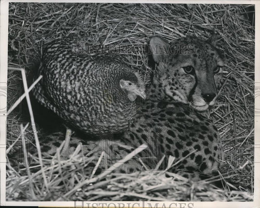 1952 Press Photo Cheetah & a live chicken at the Wild Animal Exhibit in Chicago - Historic Images