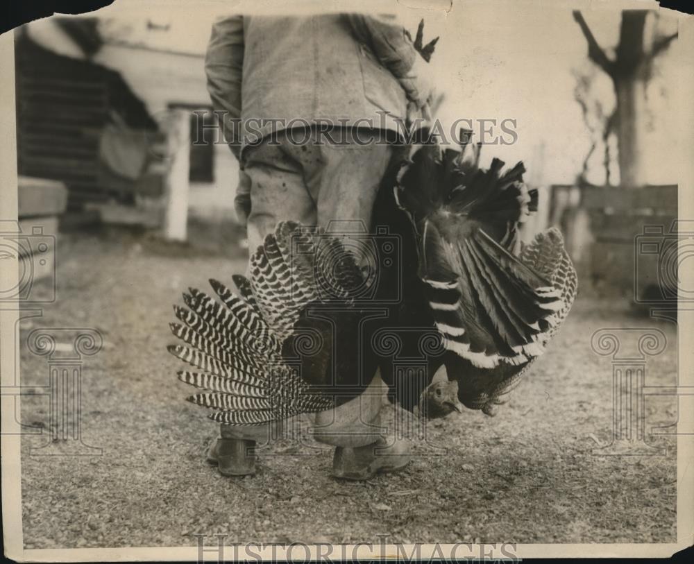 1928 Press Photo Turkey Gobblers on the farm of Milton Banner, Pennsylvania - Historic Images