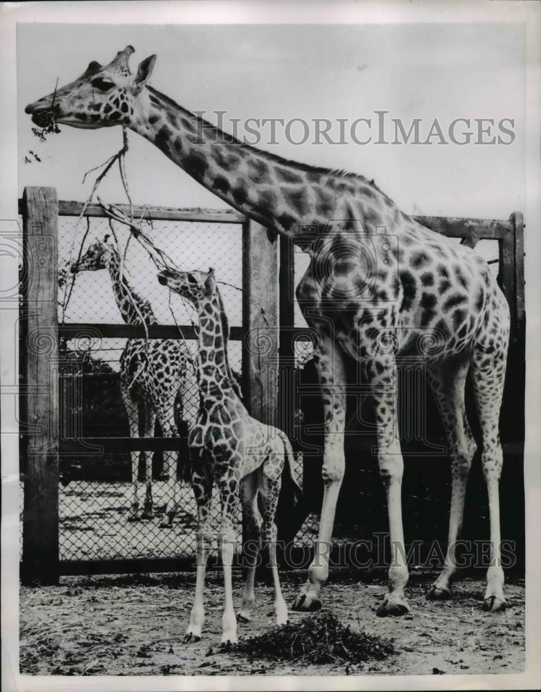 1951 Press Photo Whipsnade zoo Bedfordshire England mam &amp; baby giraffes - Historic Images