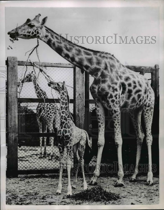 1951 Press Photo Whipsnade zoo Bedfordshire England mam & baby giraffes - Historic Images