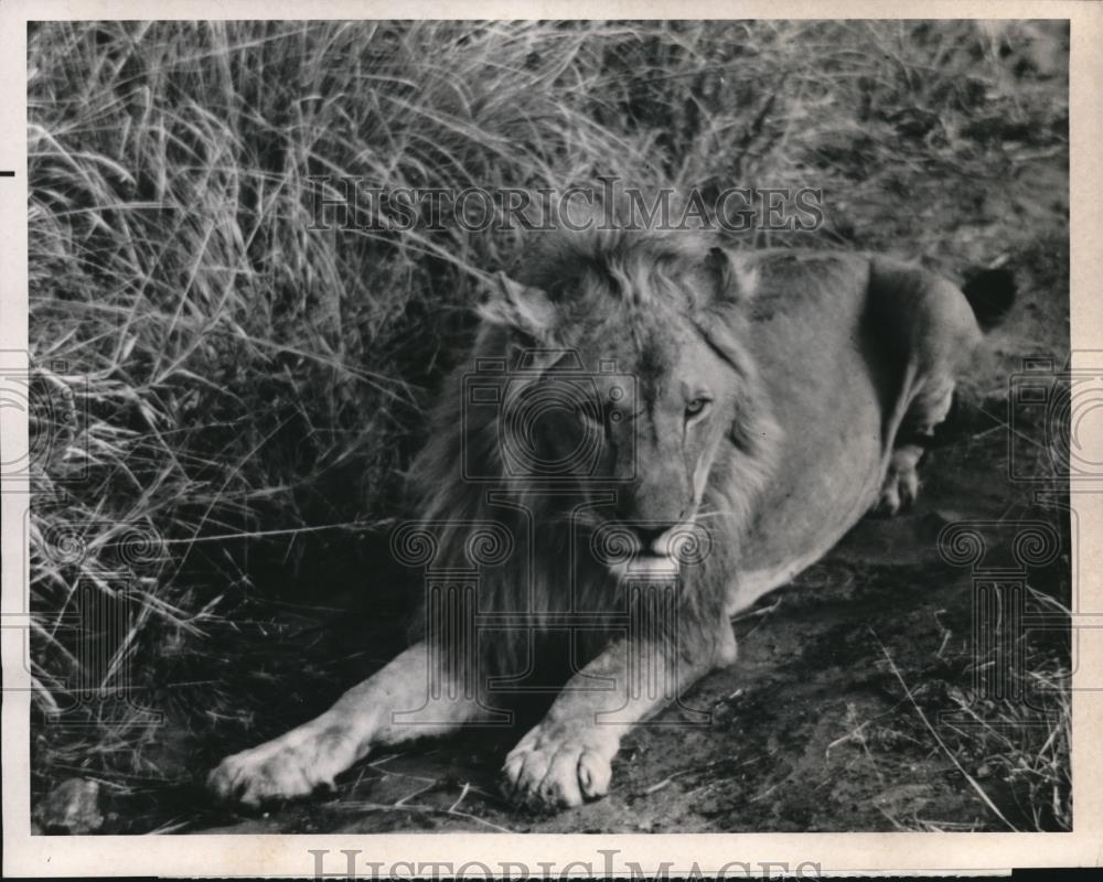 1969 Press Photo &quot;Lions are free&quot; program at NBC - Historic Images