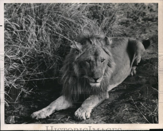 1969 Press Photo "Lions are free" program at NBC - Historic Images