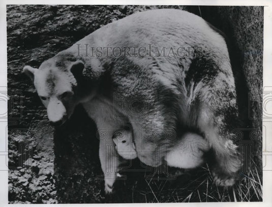 1950 Press Photo Ivy, a proud mother bear and Brumas, her bear cub - Historic Images