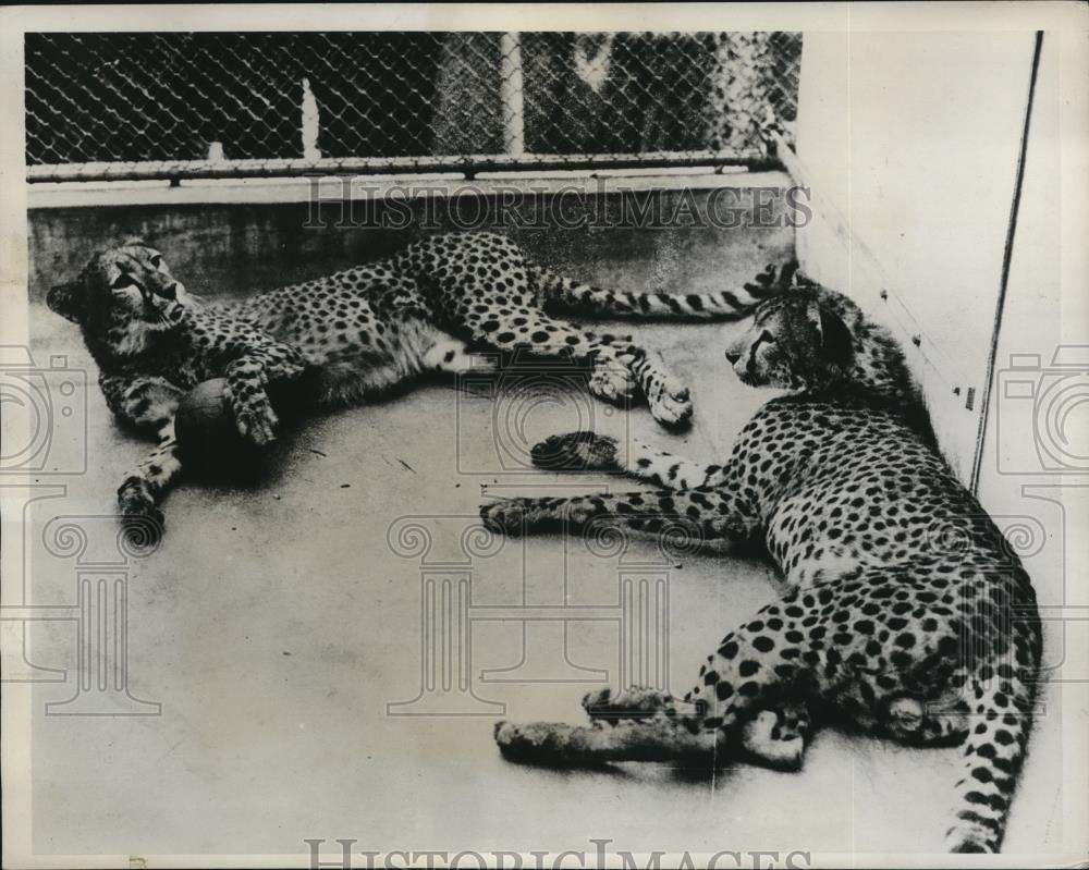 1934 Press Photo Castor &amp; Pollux, the Cheetahs arrived at London, England Zoo - Historic Images