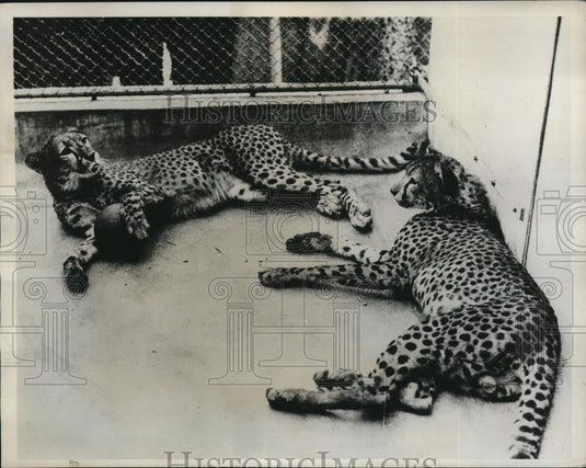 1934 Press Photo Castor & Pollux, the Cheetahs arrived at London, England Zoo - Historic Images