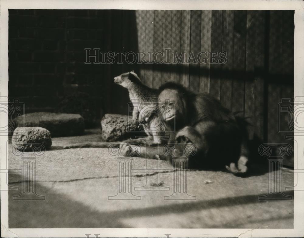 1927 Press Photo Pongo, the baby Orangutang &amp; playmate brown tree Kangaroo - Historic Images