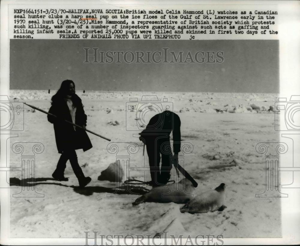 1970 Press Photo Model Celia Hammond Watches Hunter Club Harp Seal Pup, Canada - Historic Images