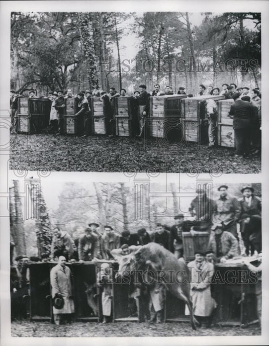 1954 Press Photo Seignosse France deer to be released in Lances Forest - Historic Images