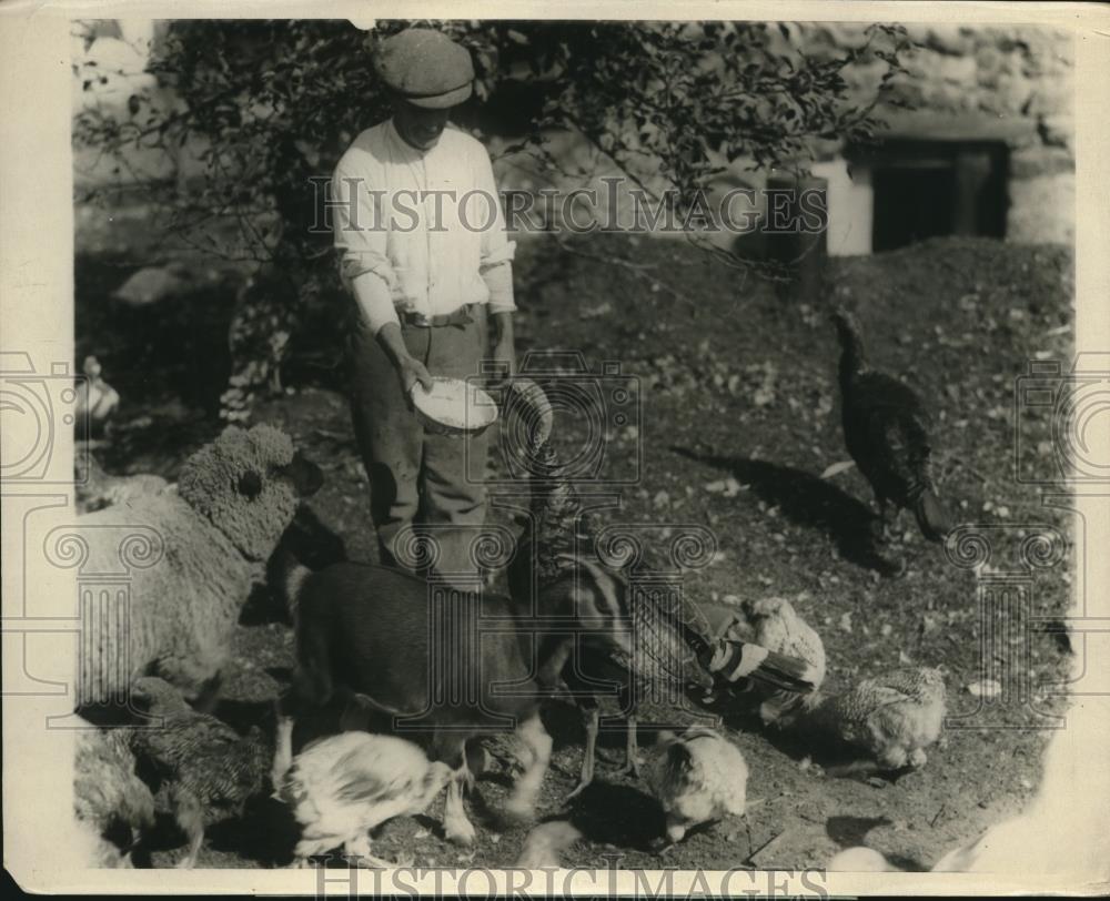 1924 Press Photo Gobbler, Lamb, goat and chickens on the Turkey farm - Historic Images