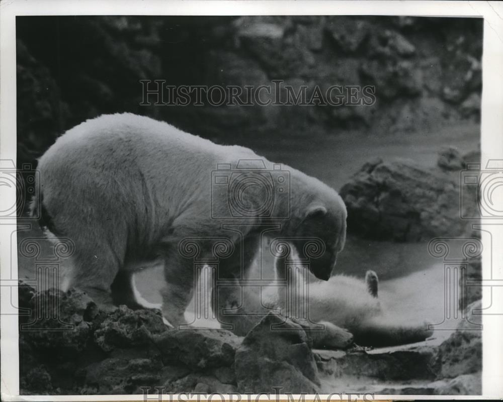 1949 Press Photo Mama bear and a young cub playing at St. Louis Zoo Sultana - Historic Images