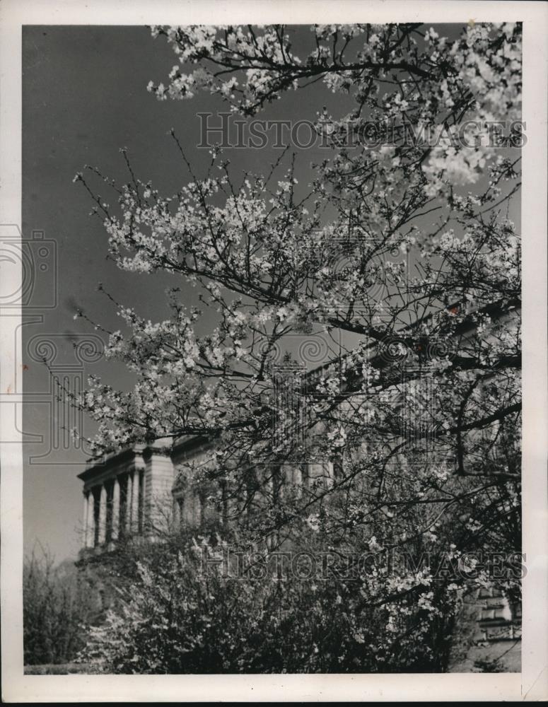 1940 Press Photo Japanese Cherry Blossoms at White House - Historic Images