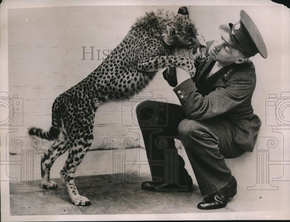 1936 Press Photo Betty, a year old Cheetah is a new attraction at England Zoo - Historic Images