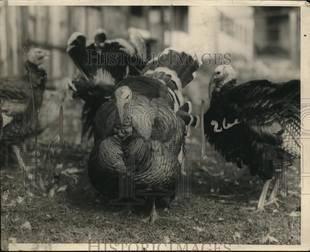 1924 Press Photo Turkey farm of George Mellor at Stoneham, Mass - Historic Images